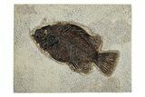 Elegant Fossil Fish (Cockerellites) - Wyoming #251920-1